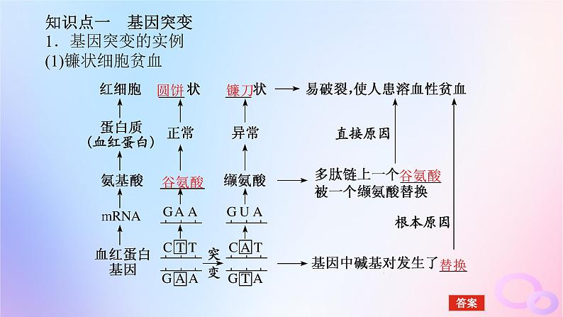 2024版新教材高考生物全程一轮总复习第七单元生物的变异与进化课堂互动探究案1基因突变与基因重组课件第5页