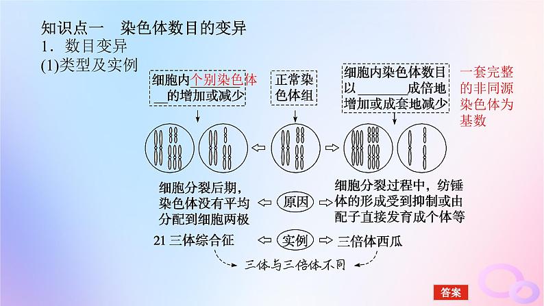 2024版新教材高考生物全程一轮总复习第七单元生物的变异与进化课堂互动探究案2染色体变异课件05