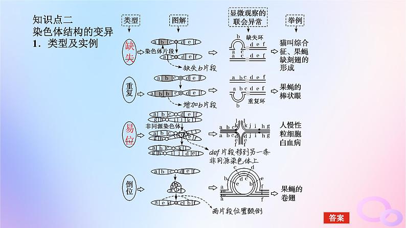 2024版新教材高考生物全程一轮总复习第七单元生物的变异与进化课堂互动探究案2染色体变异课件08