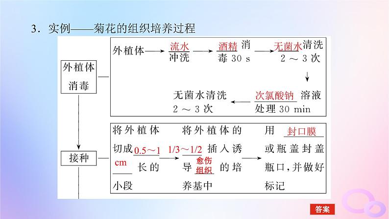 2024版新教材高考生物全程一轮总复习第十二单元生物技术与工程课堂互动探究案3植物细胞工程课件08