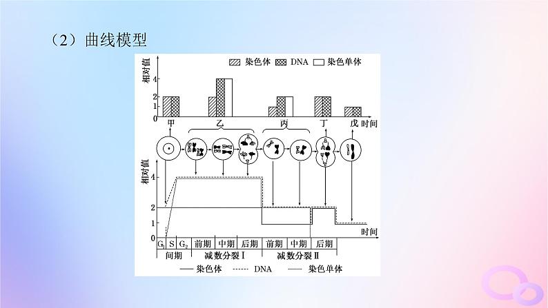 2024版新教材高考生物全程一轮总复习第四单元细胞的生命历程课堂互动探究案2减数分裂和受精作用课件第6页