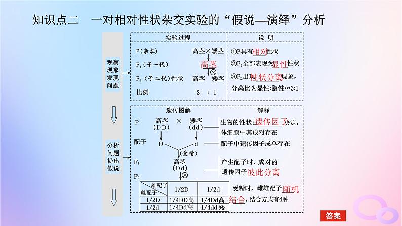 2024版新教材高考生物全程一轮总复习第五单元遗传的基本规律课堂互动探究案1孟德尔的豌豆杂交实验一课件07