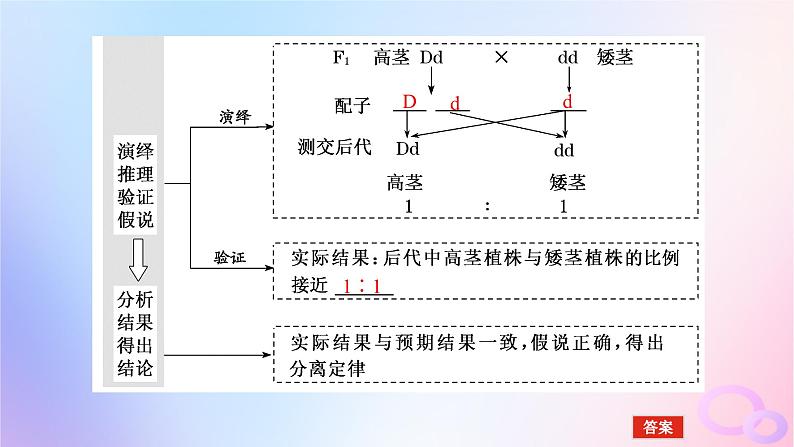 2024版新教材高考生物全程一轮总复习第五单元遗传的基本规律课堂互动探究案1孟德尔的豌豆杂交实验一课件08