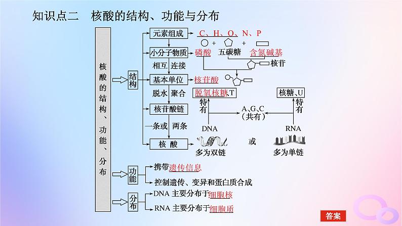 2024版新教材高考生物全程一轮总复习第一单元走近细胞及组成细胞的分子课堂互动探究案4细胞中的糖类和脂质核酸是遗传信息的携带者课件07