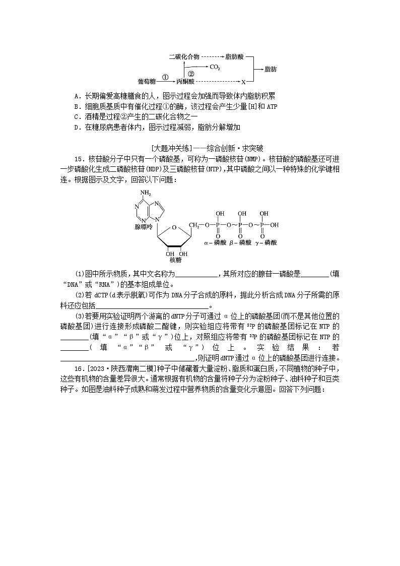 2024版新教材高考生物全程一轮总复习课后定时检测案4细胞中的糖类和脂质核酸是遗传信息的携带者第3页