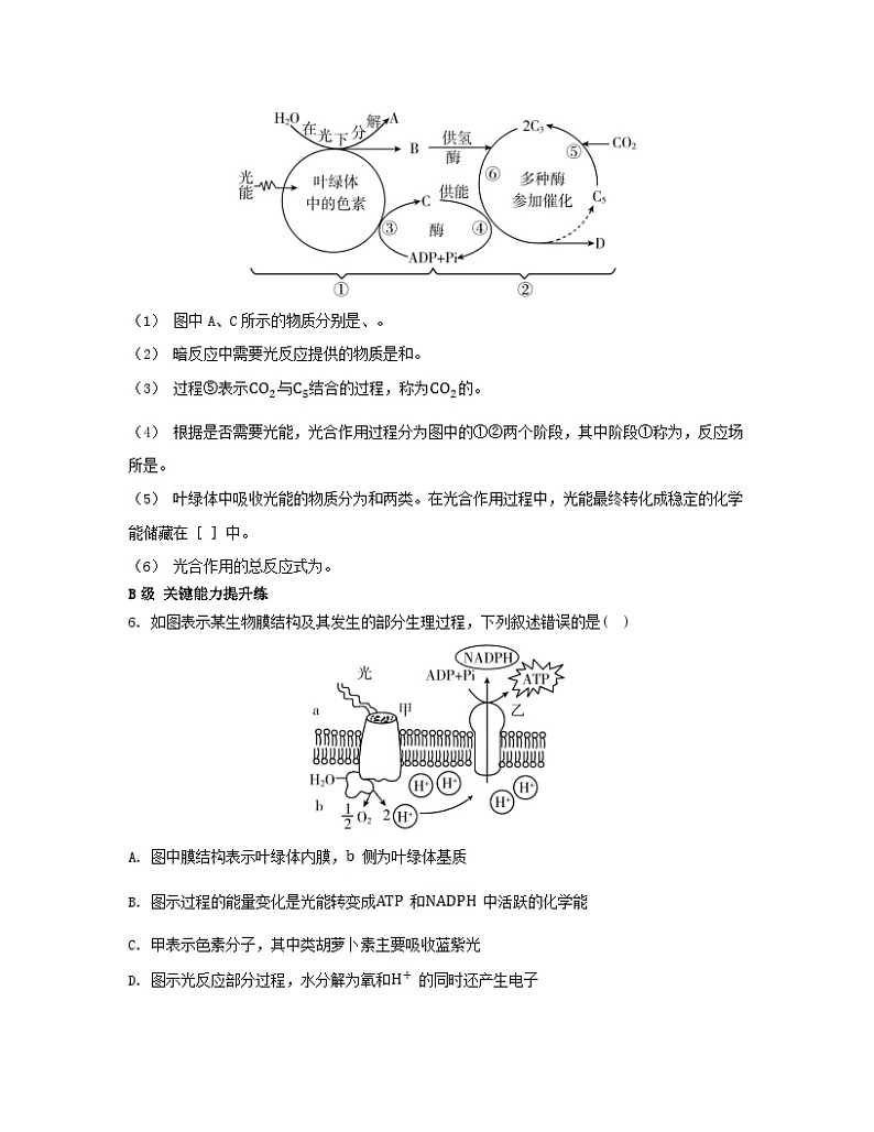 江苏专版2023_2024学年新教材高中生物第三章细胞中能量的转换和利用第二节光合作用__光能的捕获和转换第二课时绿色植物光合作用的过程分层作业苏教版必修103