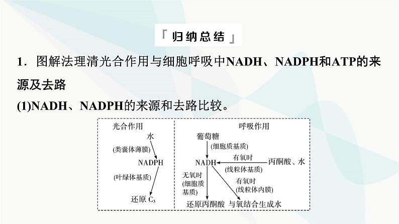 2024届高考生物一轮复习第3单元高频考点进阶课1光合作用与细胞呼吸的综合应用课件07