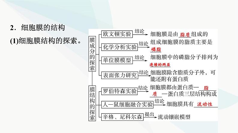 2024届高考生物一轮复习第2单元第4课细胞膜和细胞核课件第7页