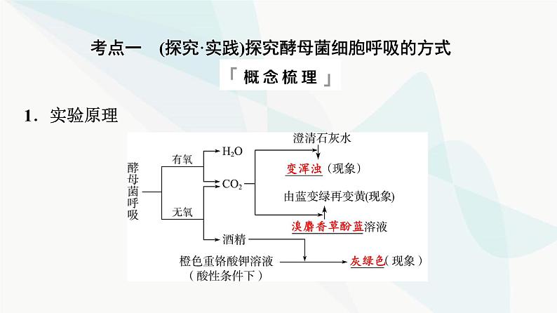 2024届高考生物一轮复习第3单元第8课细胞呼吸的原理和应用课件04