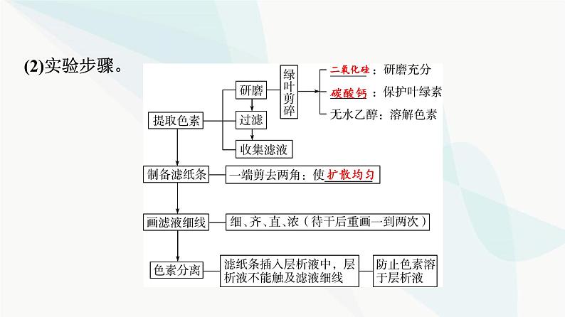 2024届高考生物一轮复习第3单元第9课捕获光能的色素和结构及光合作用过程课件第5页