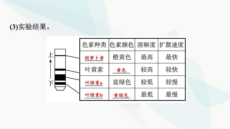 2024届高考生物一轮复习第3单元第9课捕获光能的色素和结构及光合作用过程课件第6页