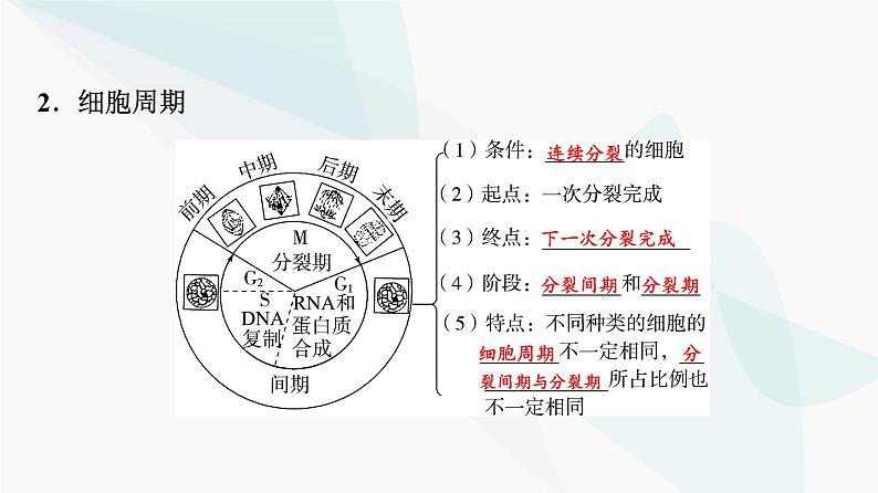 2024届高考生物一轮复习第4单元第11课细胞的增殖课件05