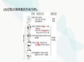 2024届高考生物一轮复习第4单元第12课减数分裂和受精作用课件