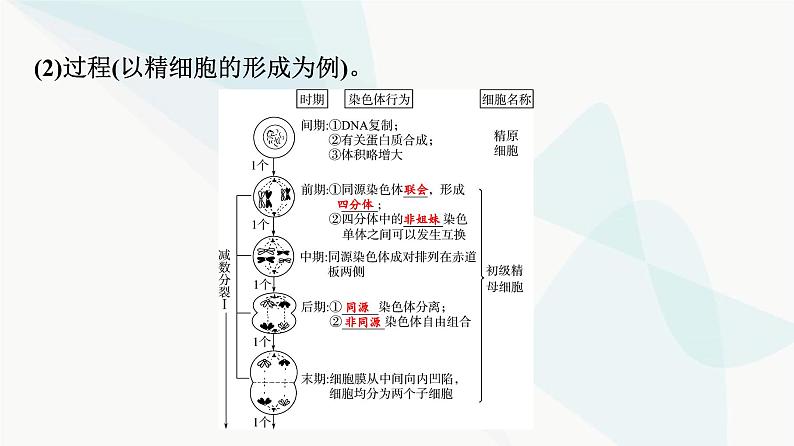 2024届高考生物一轮复习第4单元第12课减数分裂和受精作用课件05