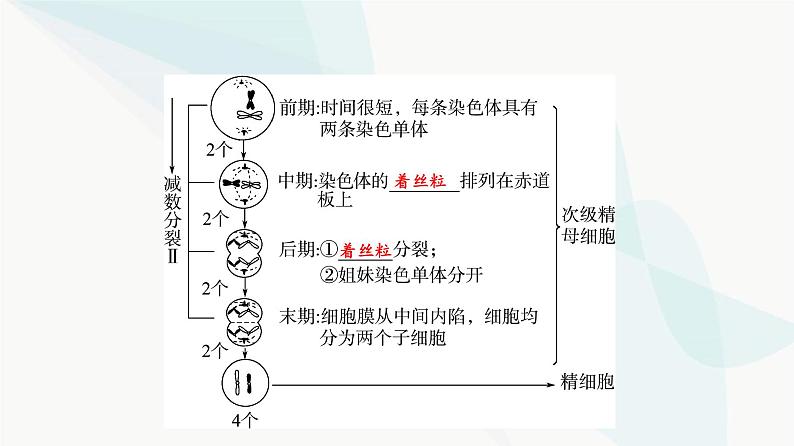 2024届高考生物一轮复习第4单元第12课减数分裂和受精作用课件06