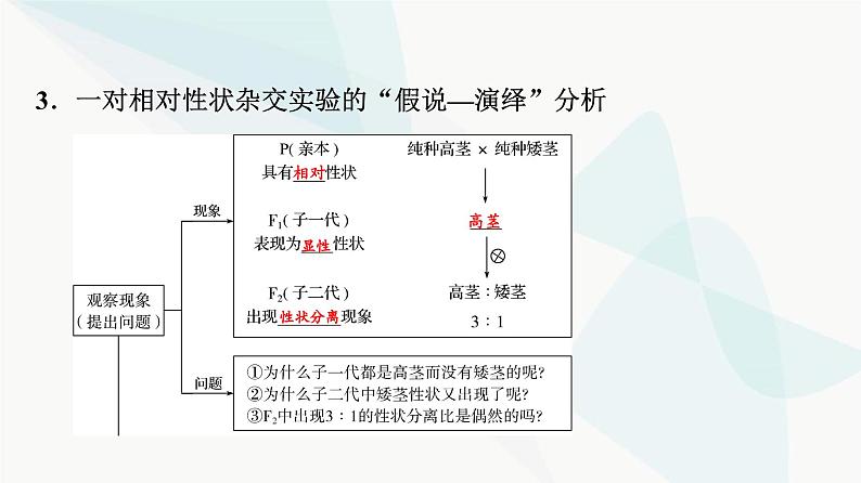 2024届高考生物一轮复习第5单元第14课基因的分离定律课件06