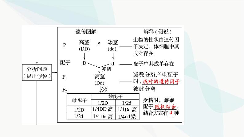 2024届高考生物一轮复习第5单元第14课基因的分离定律课件07