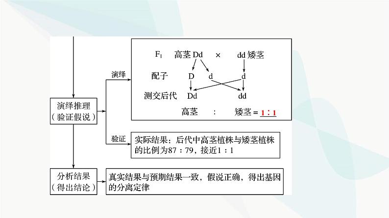 2024届高考生物一轮复习第5单元第14课基因的分离定律课件08