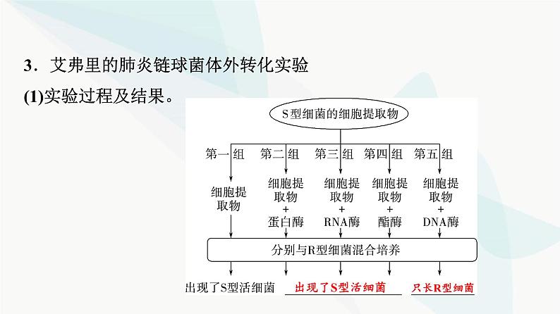 2024届高考生物一轮复习第6单元第17课DNA是主要的遗传物质课件第7页