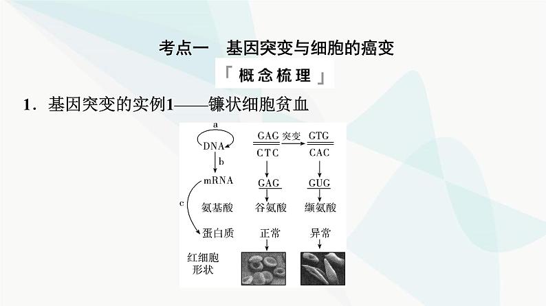 2024届高考生物一轮复习第7单元第20课基因突变和基因重组课件第4页