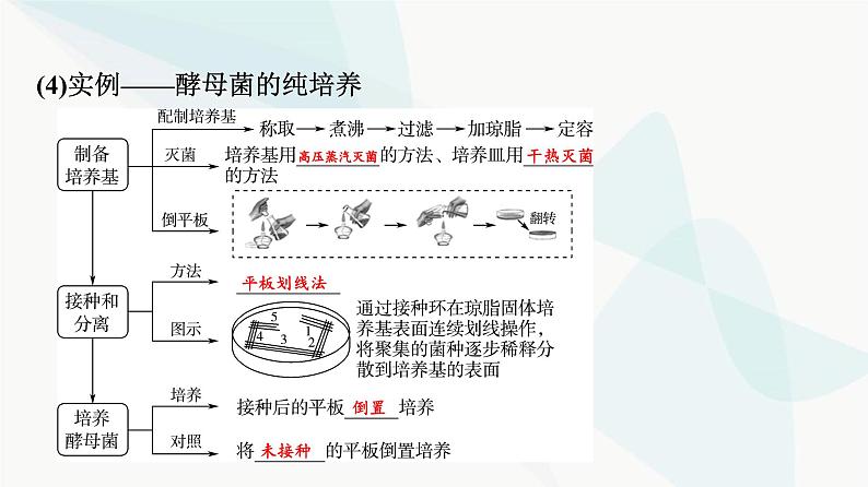 2024届高考生物一轮复习第10单元第36课微生物的培养技术及应用课件07