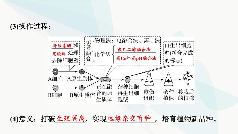 2024届高考生物一轮复习第10单元第37课植物细胞工程课件第8页