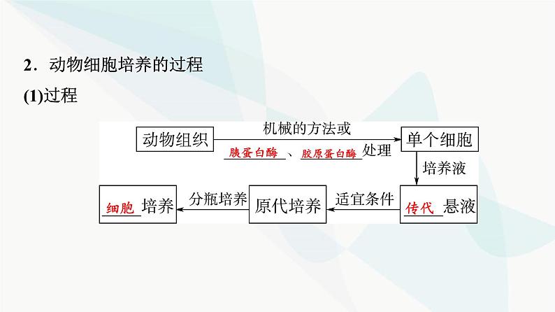 2024届高考生物一轮复习第10单元第38课动物细胞工程课件07