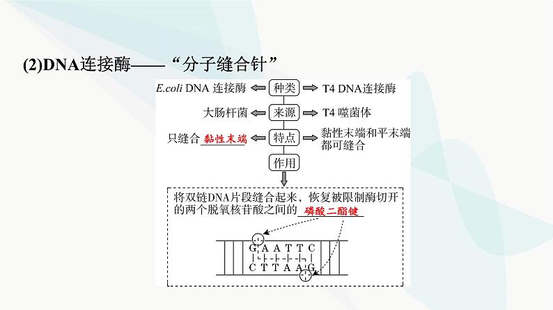 2024届高考生物一轮复习第10单元第40课基因工程课件第6页