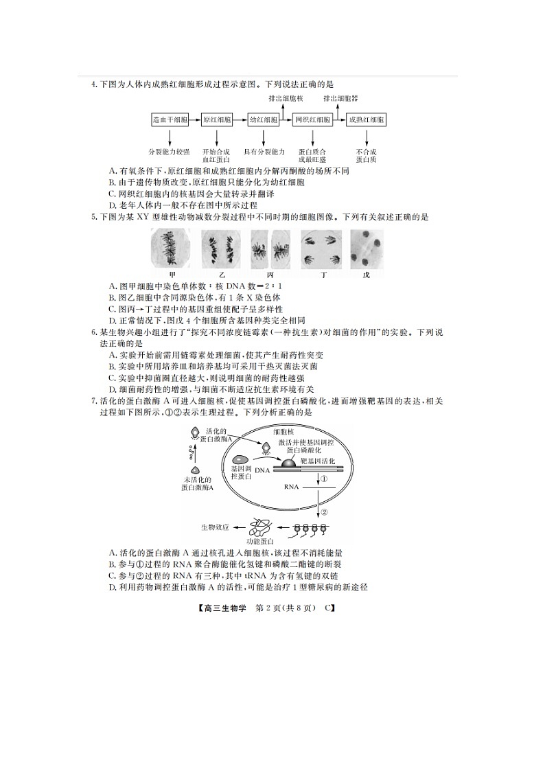 2024山东省金科大联考高三上学期9月质量检测生物试题无答案02