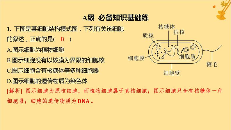 江苏专版2023_2024学年新教材高中生物第1章走近细胞第2节细胞的多样性和统一性分层作业课件新人教版必修1第2页