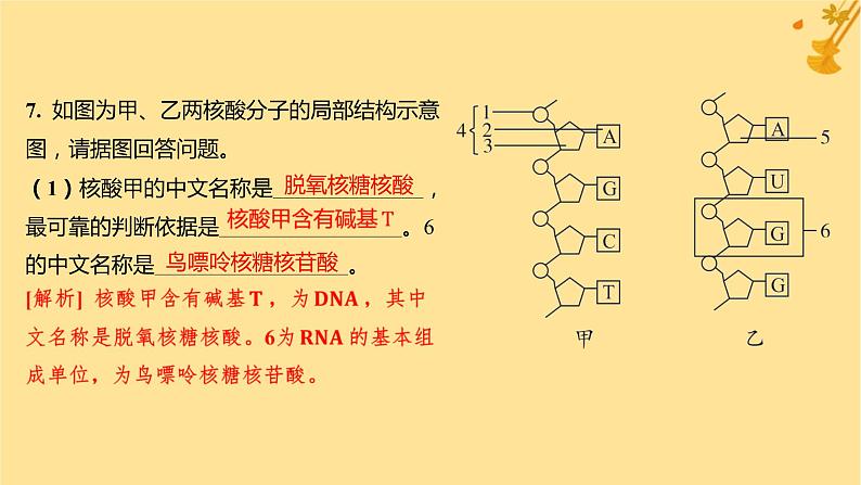 江苏专版2023_2024学年新教材高中生物第2章组成细胞的分子第5节核酸是遗传信息的携带者分层作业课件新人教版必修1第8页