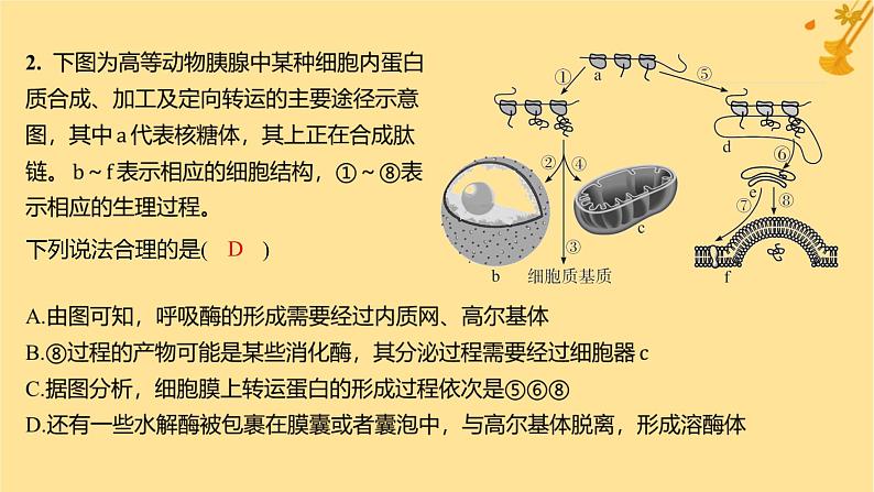 江苏专版2023_2024学年新教材高中生物第3章细胞的基本结构第2节细胞器之间的分工合作第2课时细胞器之间的协调配合和细胞的生物膜系统分层作业课件新人教版必修103