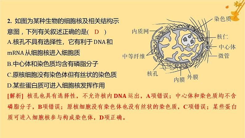 江苏专版2023_2024学年新教材高中生物第3章细胞的基本结构第3节细胞核的结构和功能分层作业课件新人教版必修103