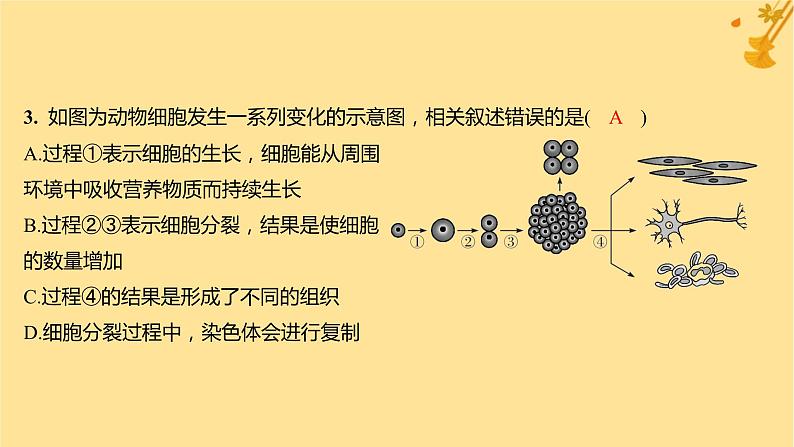 江苏专版2023_2024学年新教材高中生物第6章细胞的生命历程第2节细胞的分化分层作业课件新人教版必修1第5页