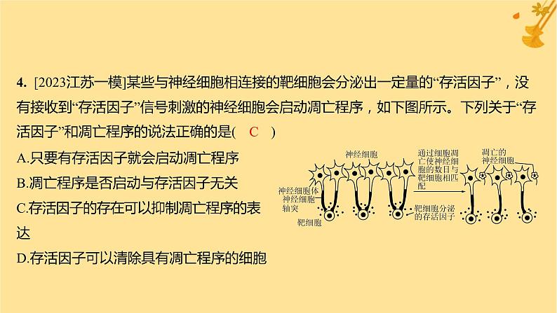 江苏专版2023_2024学年新教材高中生物第6章细胞的生命历程第3节细胞的衰老和死亡分层作业课件新人教版必修1第6页