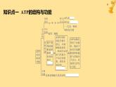 江苏专版2023_2024学年新教材高中生物第5章细胞的能量供应和利用第2节细胞的能量“货币”ATP课件新人教版必修1