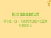 江蘇專版2023_2024學(xué)年新教材高中生物第6章細(xì)胞的生命歷程微專題四細(xì)胞周期過(guò)程中的圖像和曲線分析課件新人教版必修1