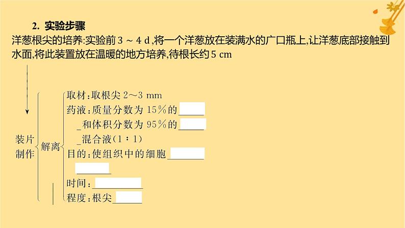 江苏专版2023_2024学年新教材高中生物第6章细胞的生命历程第1节细胞的增殖第2课时动植物细胞有丝分裂的比较及观察根尖分生区组织细胞的有丝分裂课件新人教版必修108