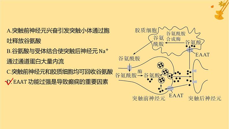 江苏专版2023_2024学年新教材高中生物第2章神经调节第3节神经冲动的产生和传导第2课时兴奋在神经元之间的传递和滥用兴奋剂吸食毒品的危害分层作业课件新人教版选择性必修103