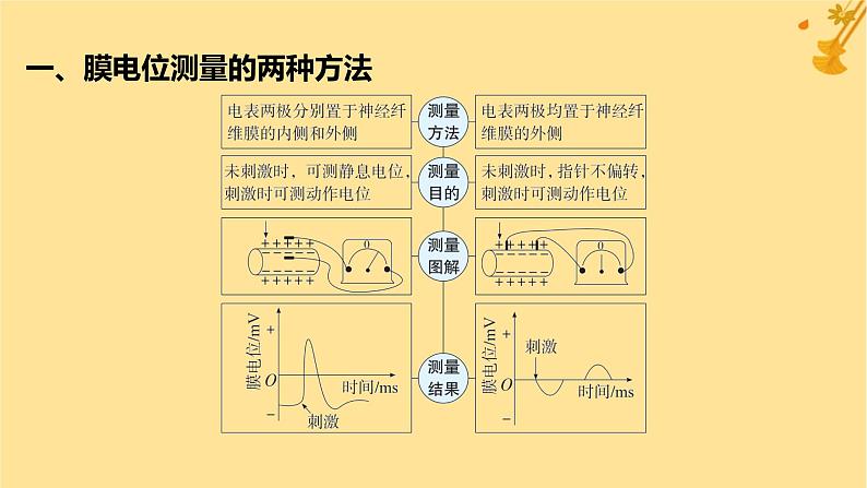 江苏专版2023_2024学年新教材高中生物第2章神经调节微专题一电表指针偏转问题分析及兴奋传导特点的实验探究课件新人教版选择性必修102