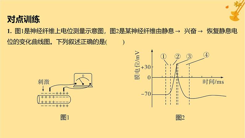 江苏专版2023_2024学年新教材高中生物第2章神经调节微专题一电表指针偏转问题分析及兴奋传导特点的实验探究课件新人教版选择性必修103