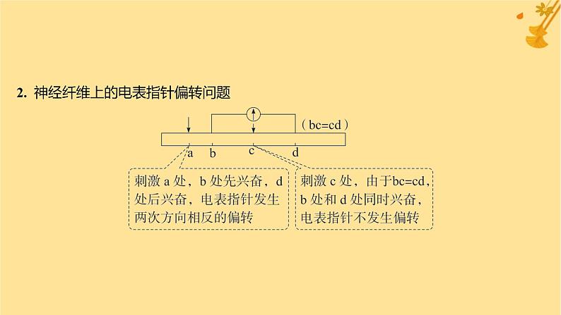 江苏专版2023_2024学年新教材高中生物第2章神经调节微专题一电表指针偏转问题分析及兴奋传导特点的实验探究课件新人教版选择性必修108