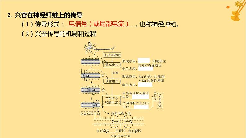 江苏专版2023_2024学年新教材高中生物第2章神经调节第3节神经冲动的产生和传导第1课时兴奋在神经纤维上的传导课件新人教版选择性必修1第7页