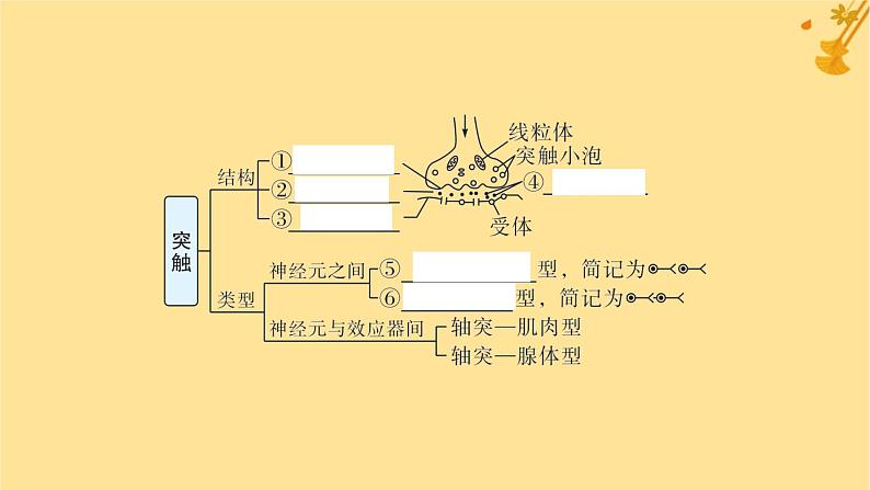 江苏专版2023_2024学年新教材高中生物第2章神经调节第3节神经冲动的产生和传导第2课时兴奋在神经元之间的传递和滥用兴奋剂吸食毒品的危害课件新人教版选择性必修106