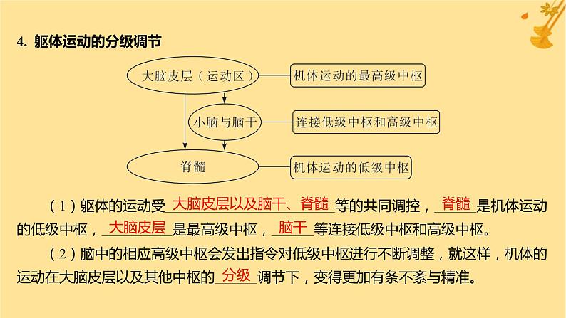江苏专版2023_2024学年新教材高中生物第2章神经调节第4节神经系统的分级调节课件新人教版选择性必修107