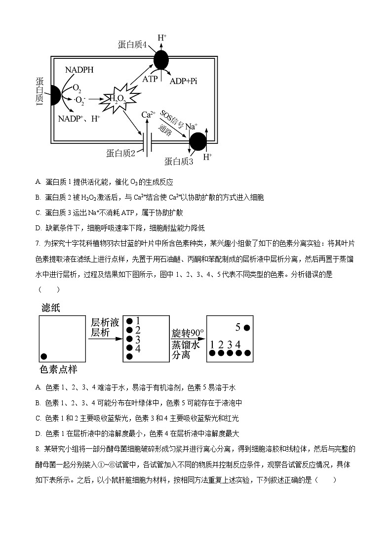 2024高邮高三上学期期初学情调研测试生物含解析03