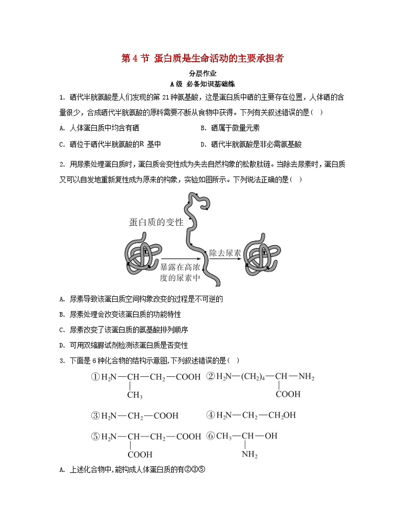 江苏专版2023_2024学年新教材高中生物第2章组成细胞的分子第4节蛋白质是生命活动的主要承担者分层作业新人教版必修1第1页