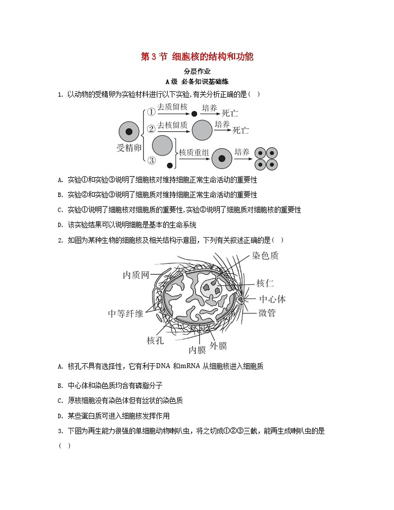 江苏专版2023_2024学年新教材高中生物第3章细胞的基本结构第3节细胞核的结构和功能分层作业新人教版必修101