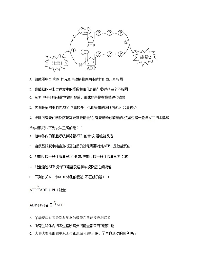 江苏专版2023_2024学年新教材高中生物第5章细胞的能量供应和利用第2节细胞的能量“货币”ATP分层作业新人教版必修1第3页