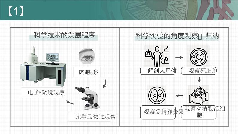 【核心素养目标】1.1《细胞是生命活动的基本单位》课件+课堂检测07